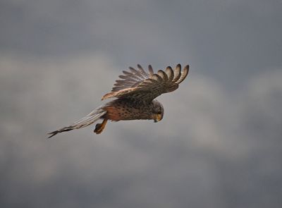 Common kestrel - faucon crcerelle - Turmfalke - falco tinnunculus flying against the wind