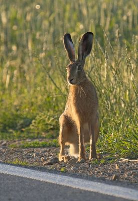 Hare along the road