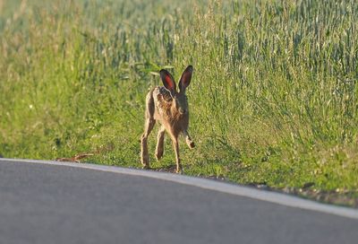 Hare along the road