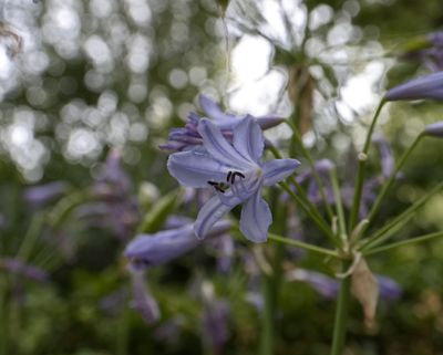 Agapanthus