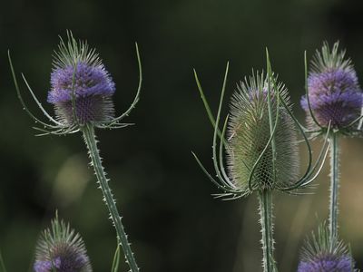 Thistles