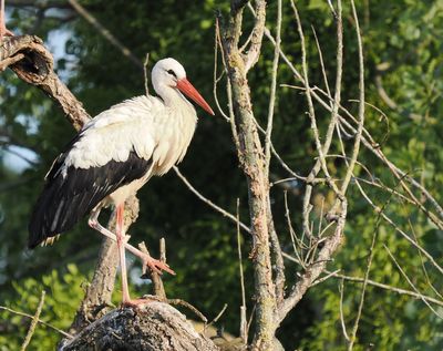 Young stork