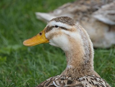 Appleyard duck