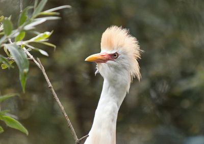 Cattle egret - trendy hairstyle