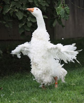 Sebastopol goose - a little tousled