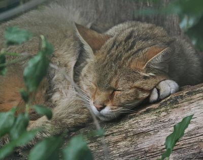Wild forest cat