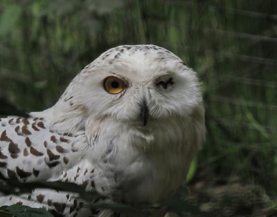 Snowy owl with an injured eye