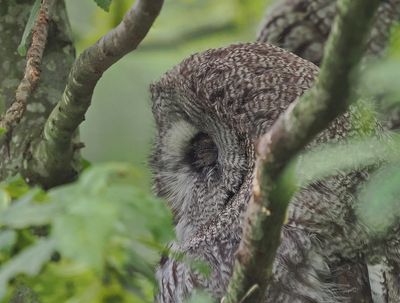 Great Grey Owl - Strix nebulosa