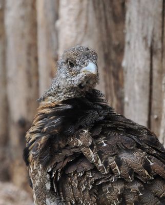 Capercaillie - chick