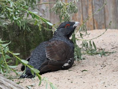 Capercaillie - male