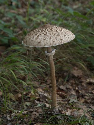 Mushroom