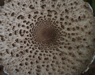 Mushroom