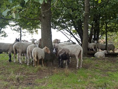 Sheep - break during the morning shift