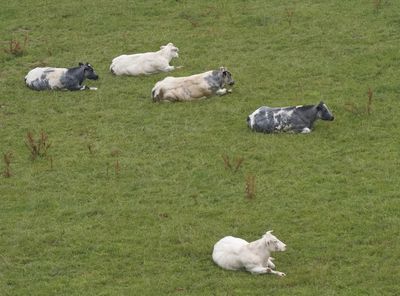 Bleu-Blanc-Belge cows