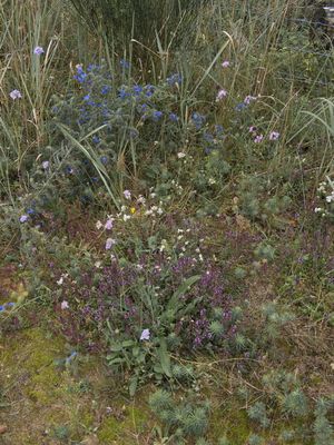 Blue and violet