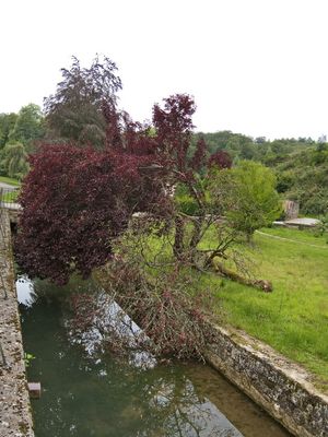 Hang-over tree