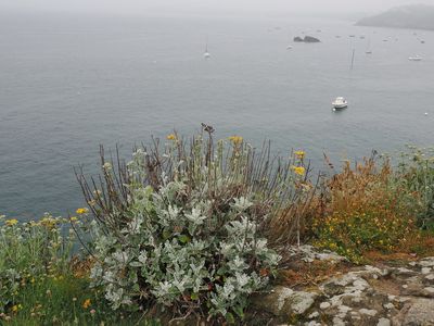 Saint-Lunaire - coastal vegetation