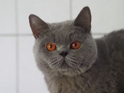 Flash - British Shorthair