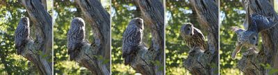 Great Grey Owl sequence