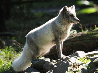 Polar fox changing into winter fur