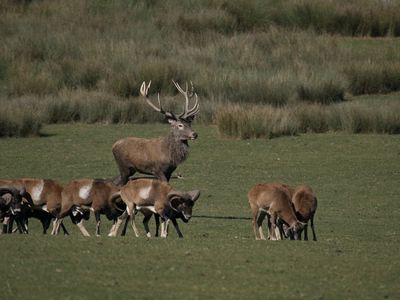 Stag with mouflons