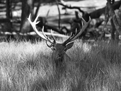Stag BW