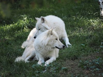 Arctic wolves - a moment of tenderness