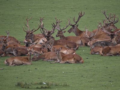 Hinds and stags