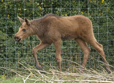 young moose - elk