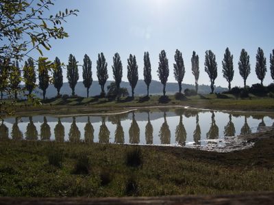 Poplars reflected in the pond