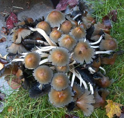 Fungus in our garden in November