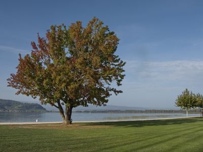 Solitary tree at Lake Murten