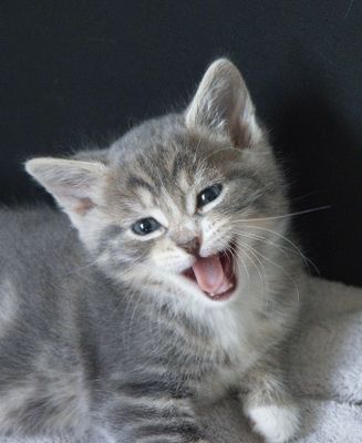 Kitten month old