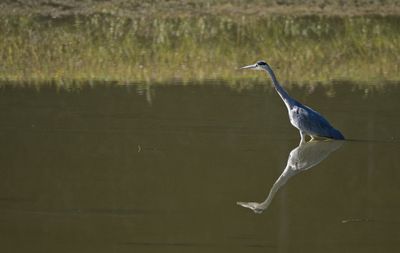 Heron with reflection 1.jpg res.jpg