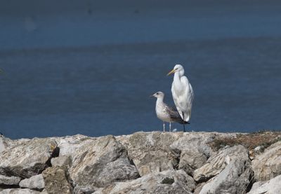 Egret and gull