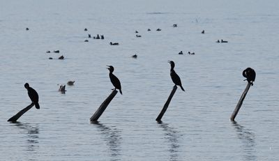 Cormorant sticks