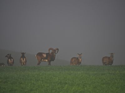 Mouflons on a misty day