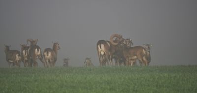 Mouflons on a misty day