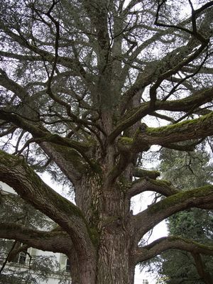 Magnificent cedar tree