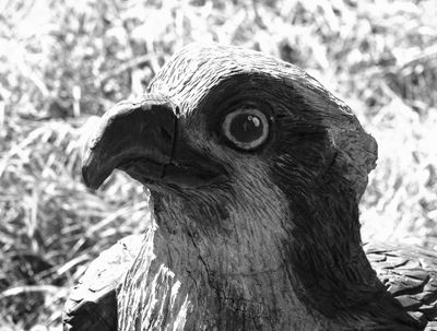 Sculpted eagle BW
