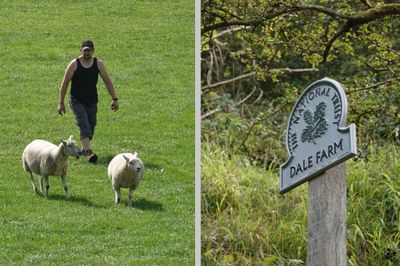 Dale Farm - rounding up some sheep