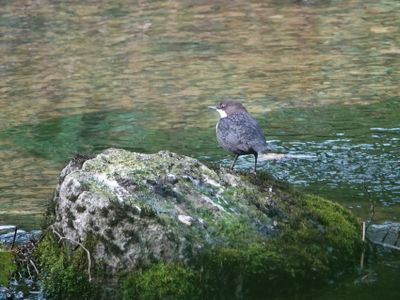 Dipper on the river Wye
