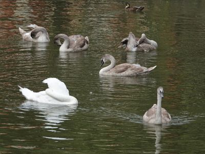 Raising cygnets