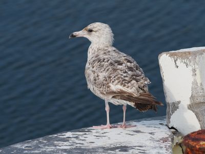 Juvenile gull