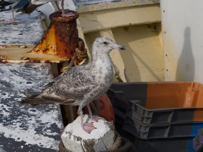 Juvenile gull inspecting the fishing boat