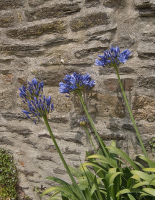 Jardin de la Retraite - agapanthe