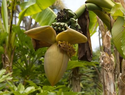 Jardin de la Retraite - bananier