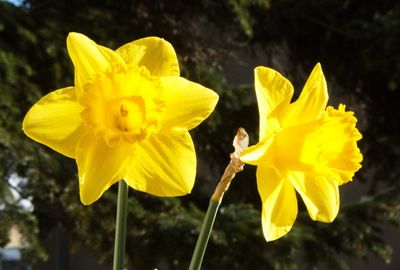 Daffodils on a sunny morning
