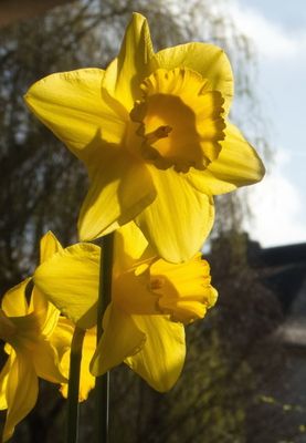 Daffodils on a sunny morning