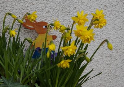 Daffodils with Easter bunny
